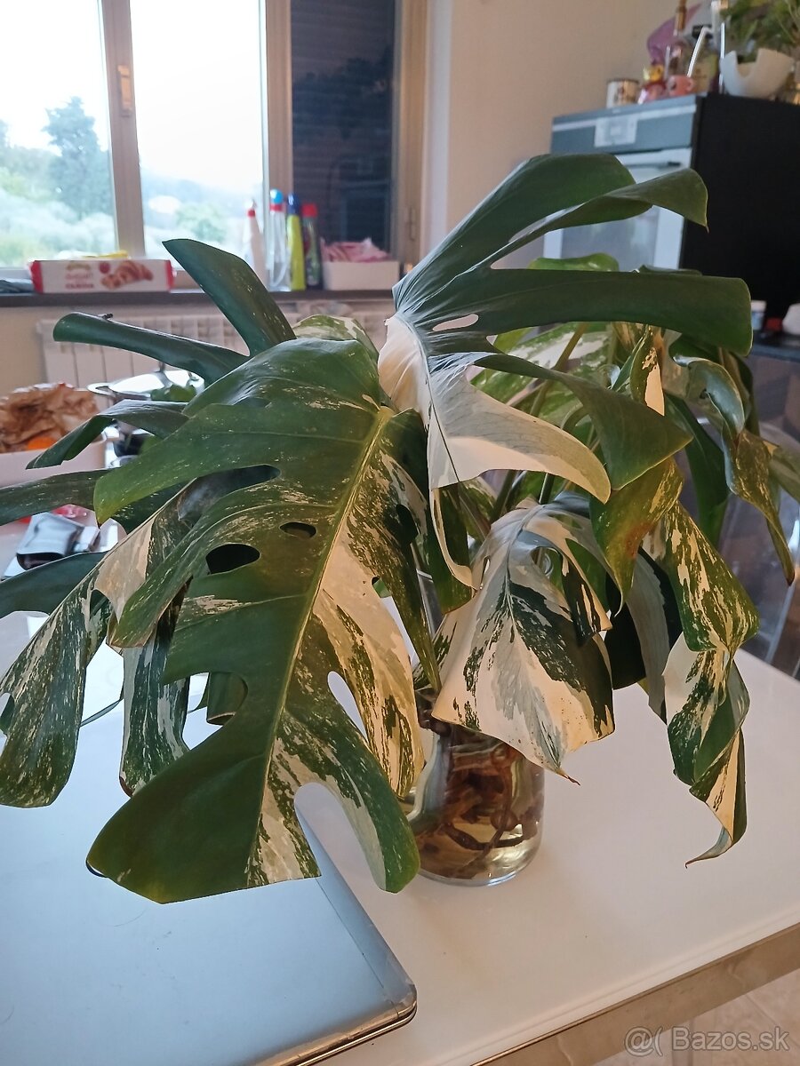 Monstera albo variegata- odrezky