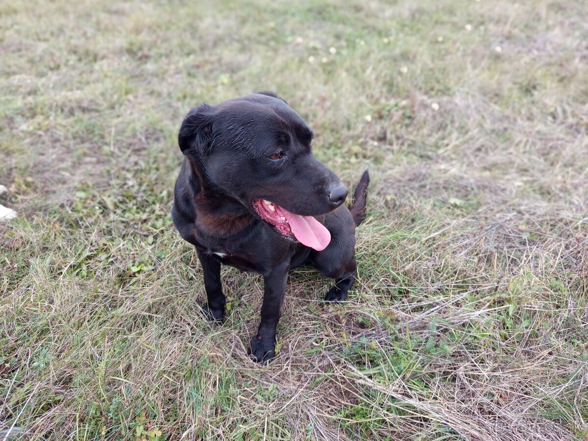 Čierny labrador