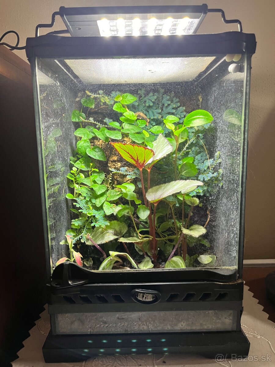 Terarium