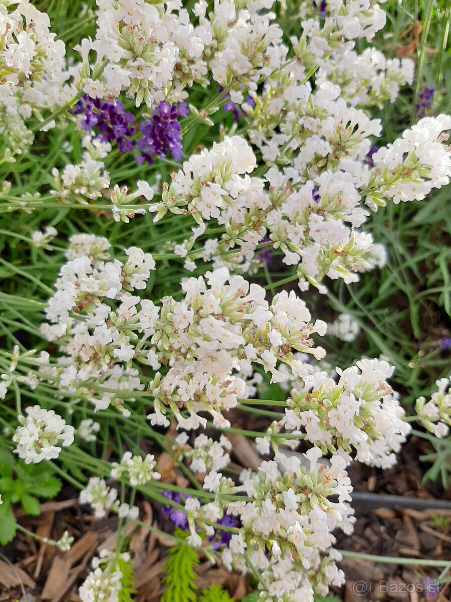 Biela levandula lekárska