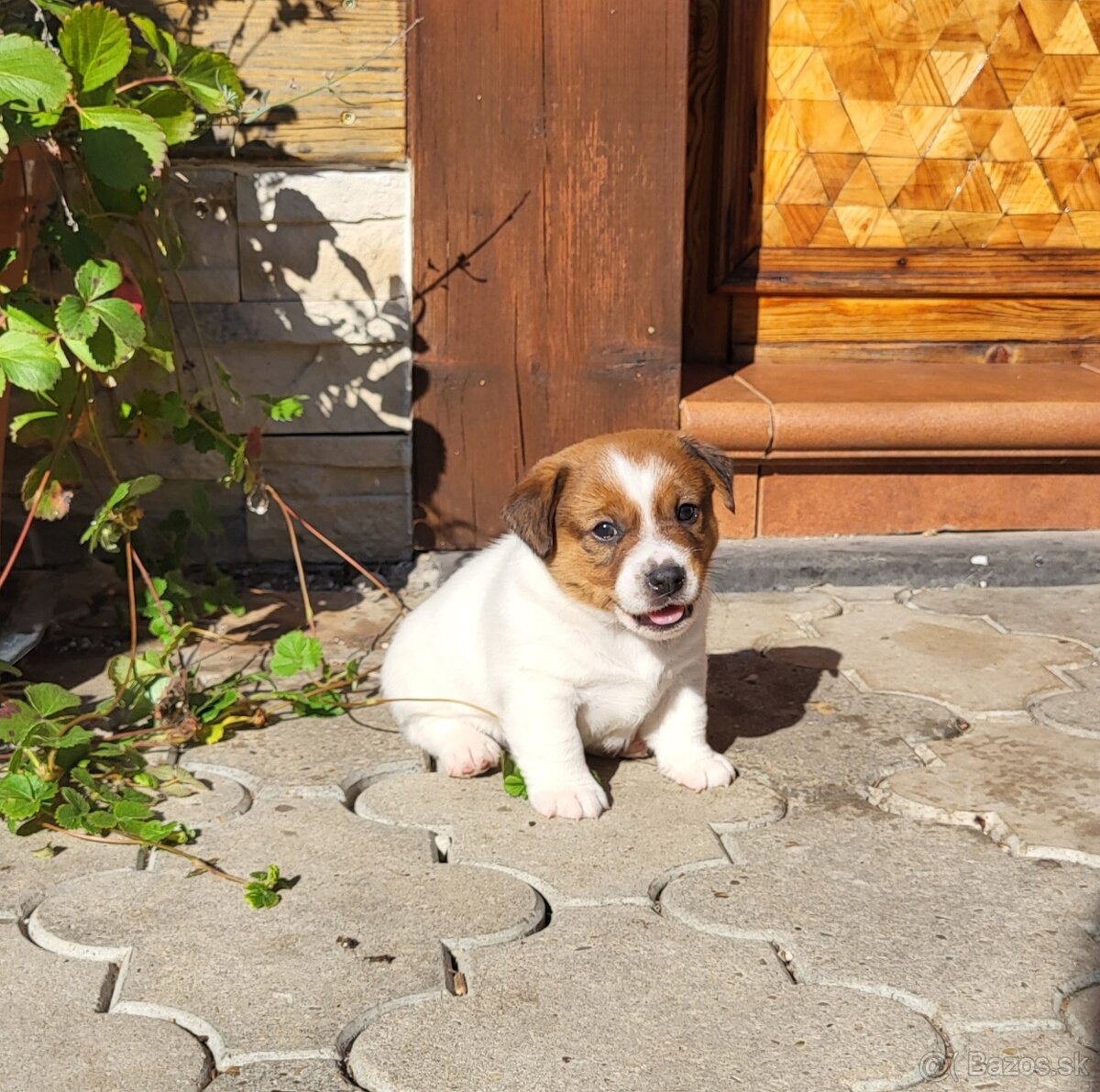 Jack russell terier s PP