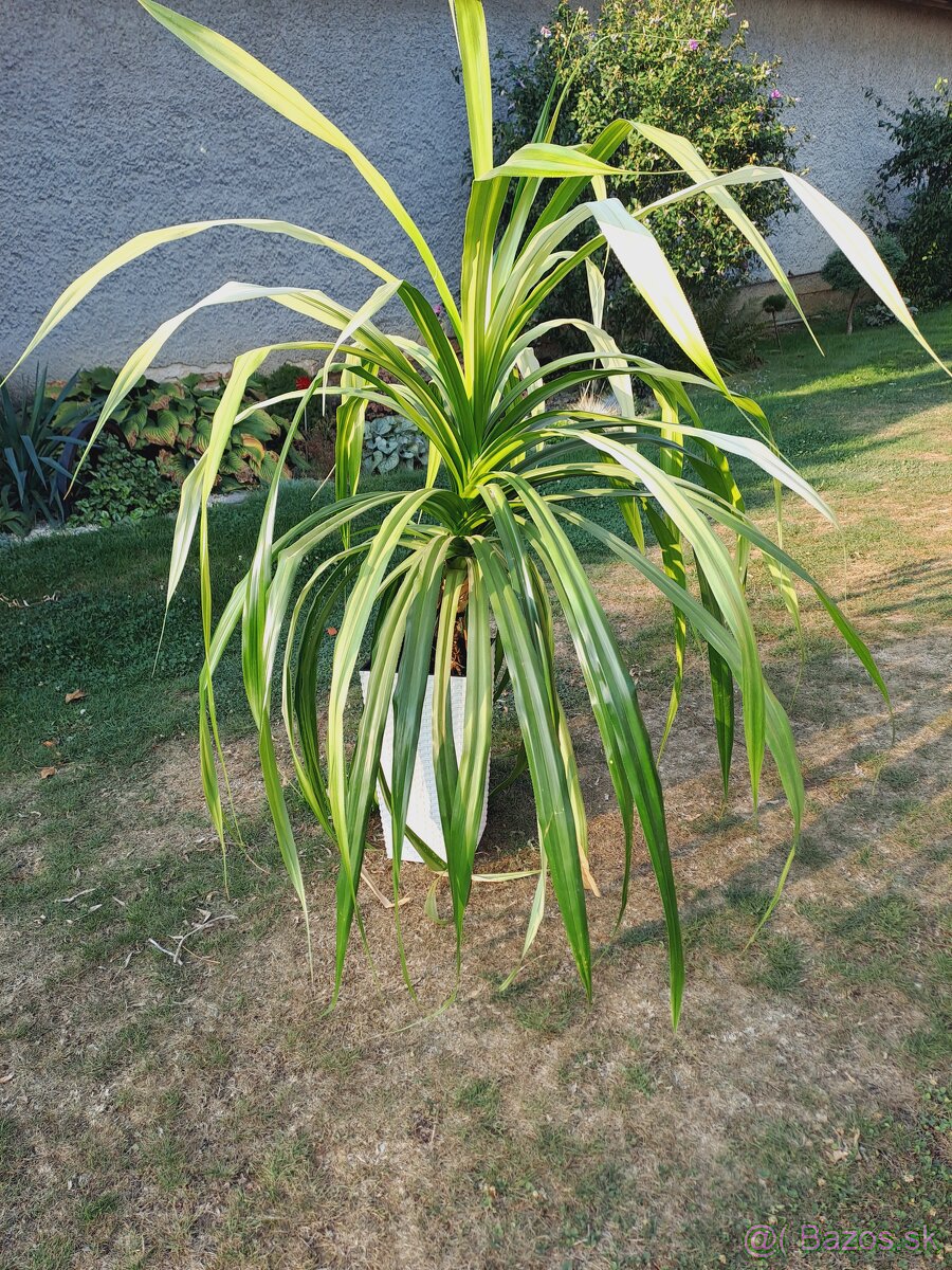 Pandanus