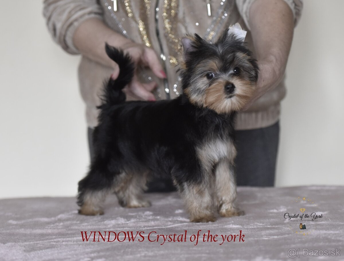 YORKSHIRE TERRIER s PP rodokmenom