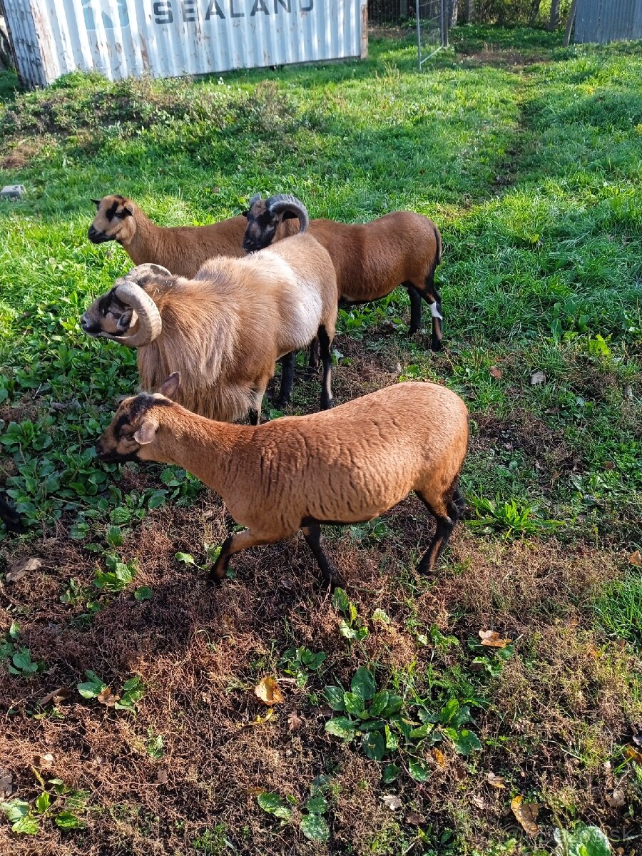 Kamerunský baran a ovečky