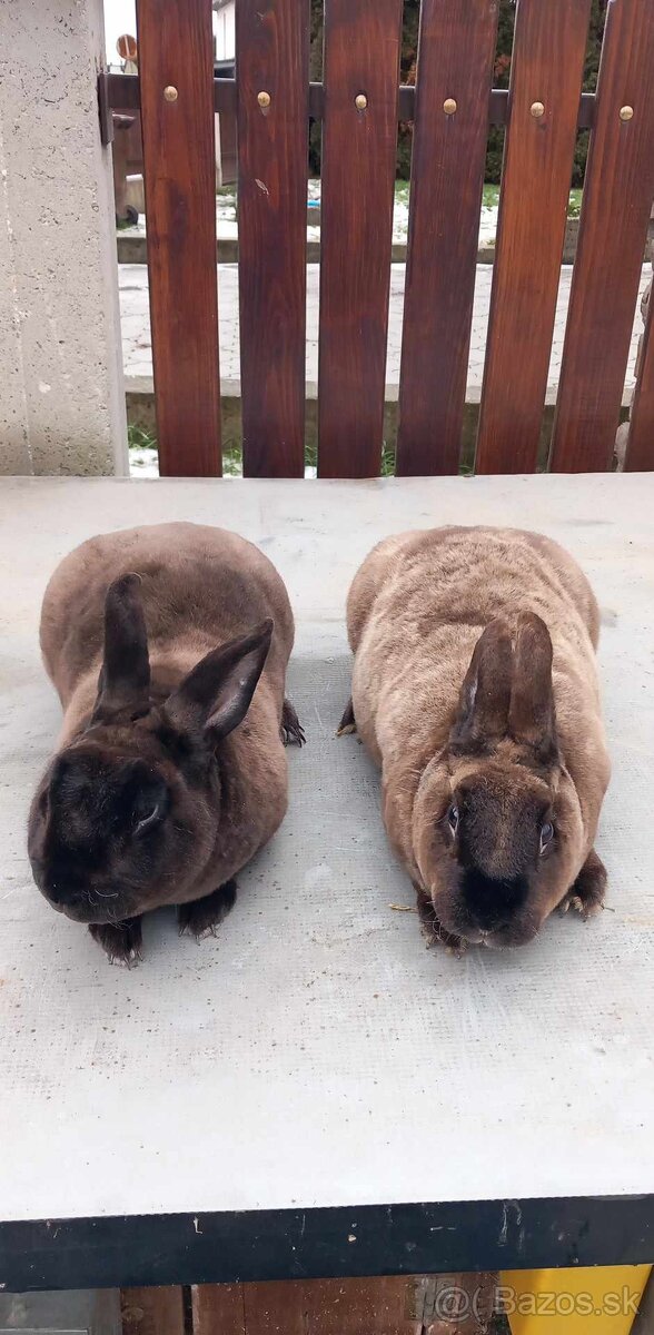 Predám Nitriansky, Chrabransky, Mini rex kuni hnedý