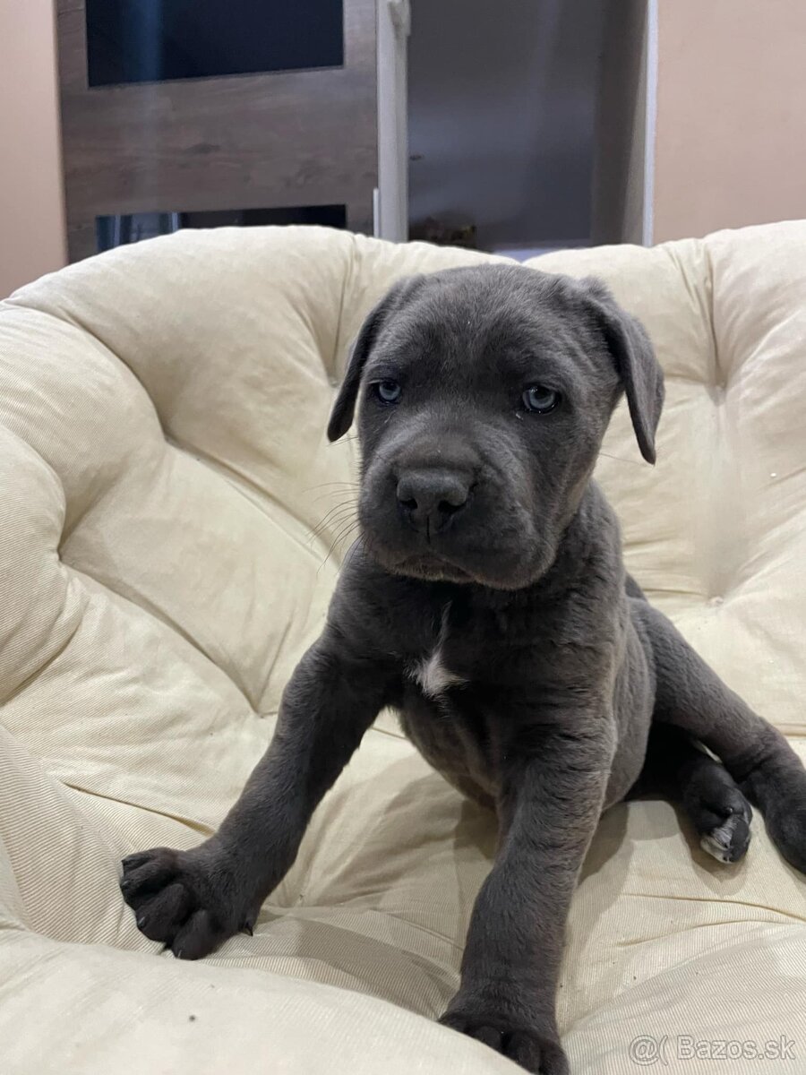 Cane Corso šteniatka