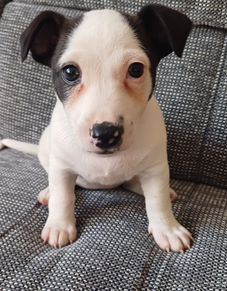 Jack russell teriér