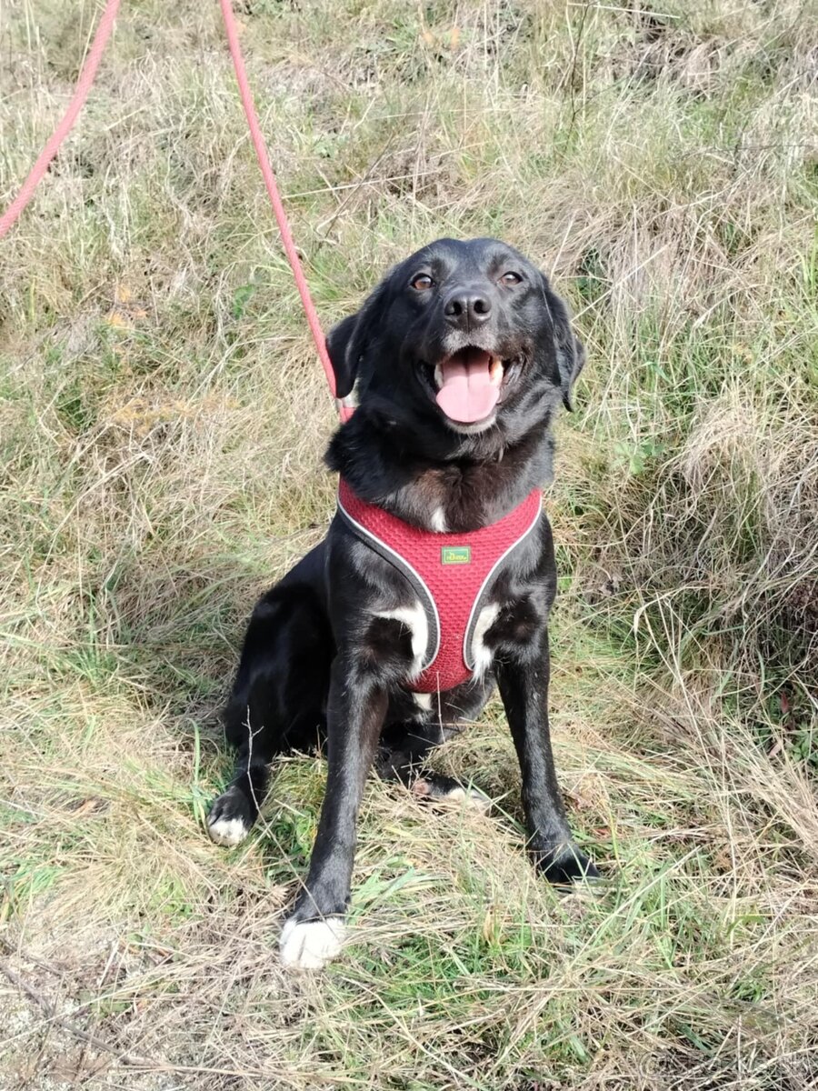 Darujem sučku Lessie - mix retriever