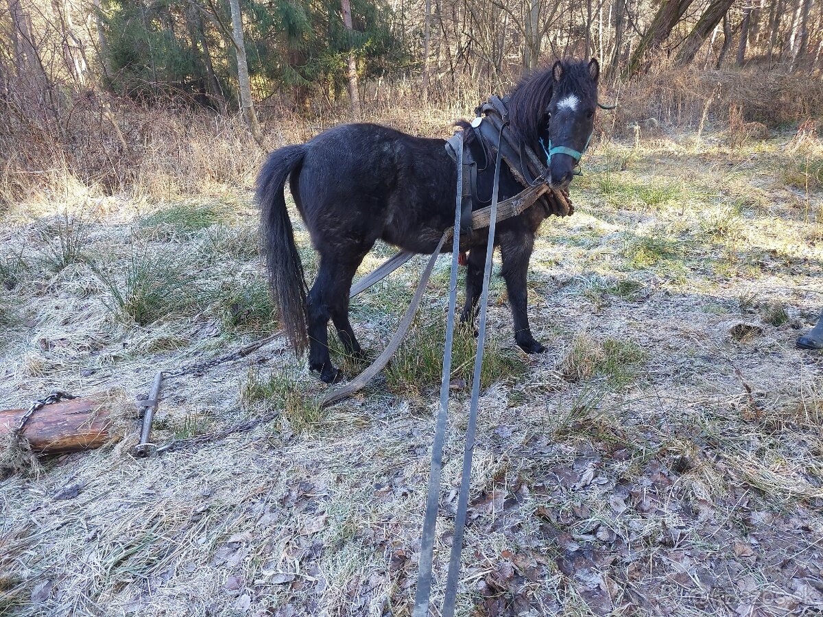 Predám ponika a hucula