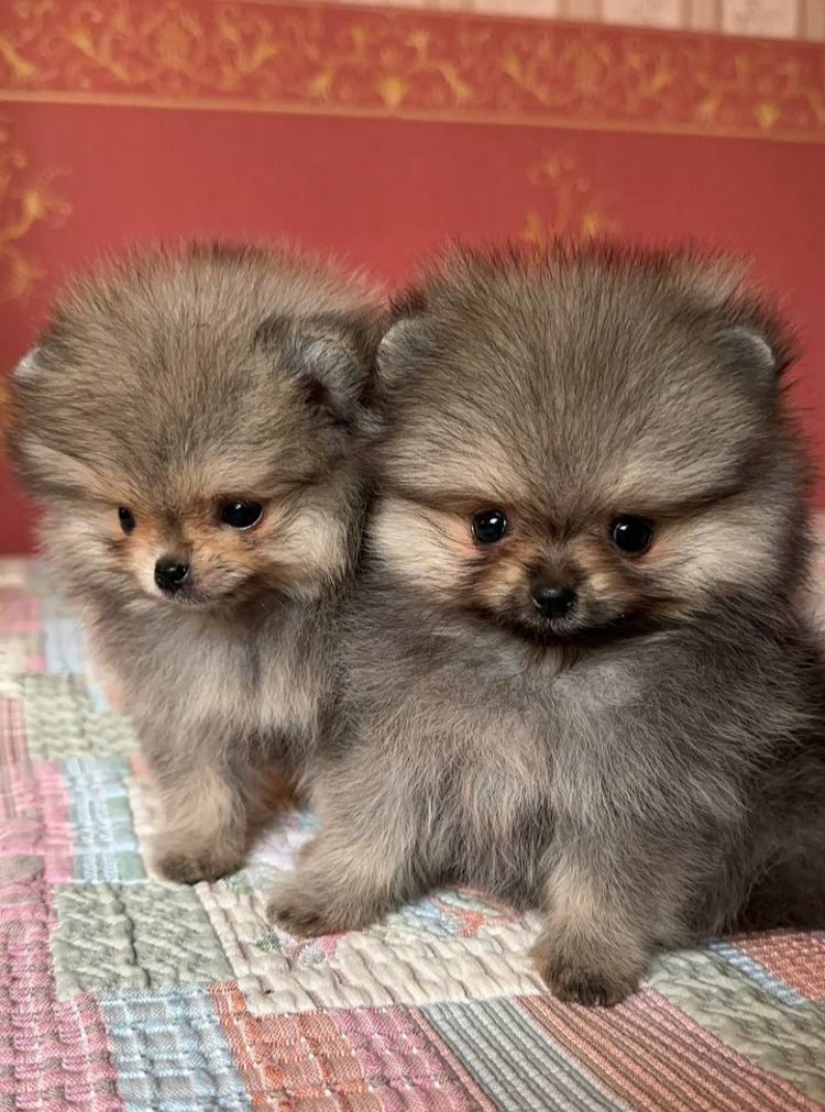 Pomeranian mini šable