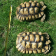 Korytnačka suchozemská - Geochelone sulcata