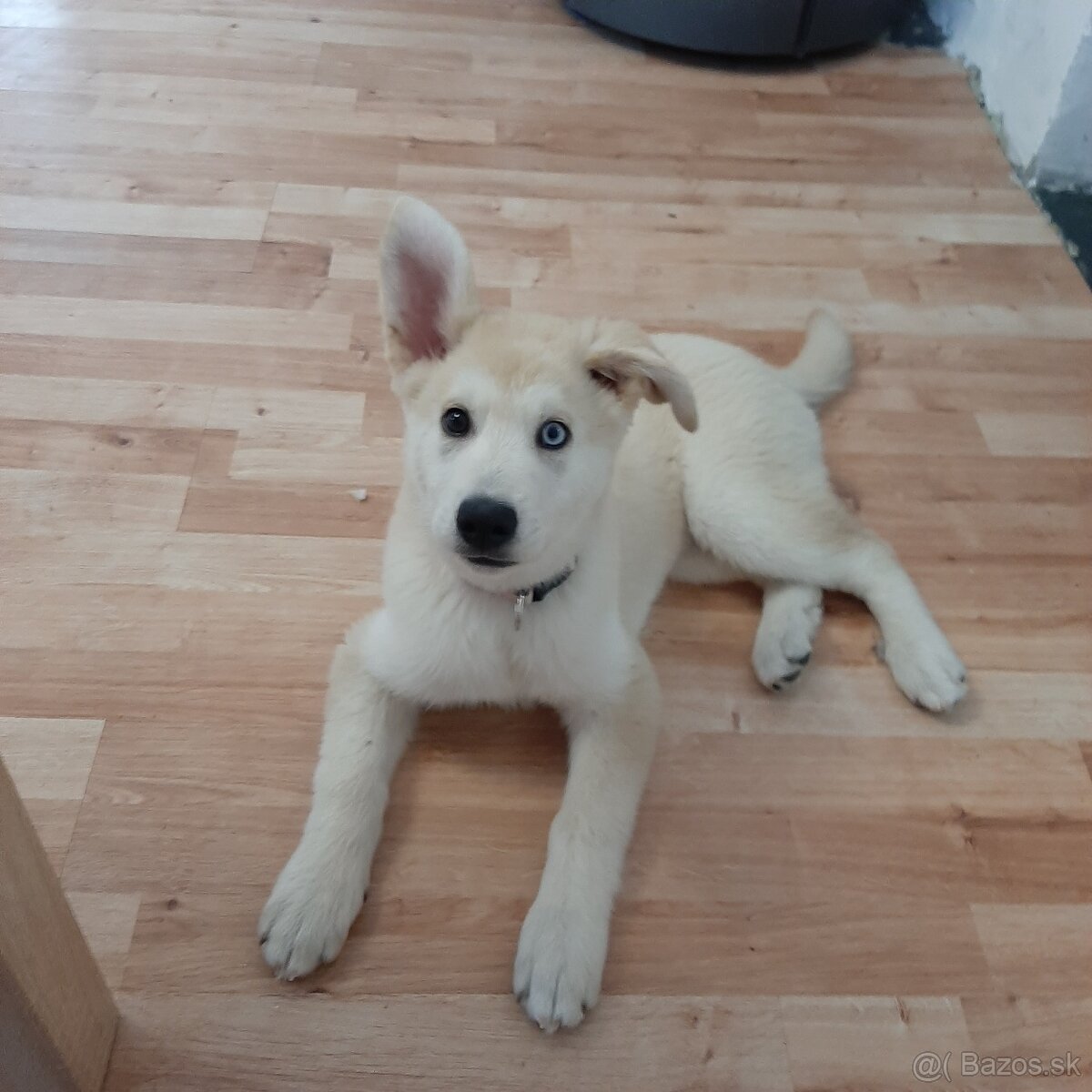 Husky mix zlatý retriever