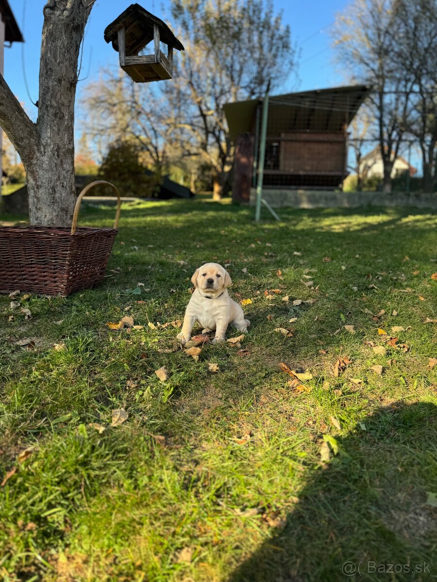 Labrador s PP, Labradorský retriever, šteniatka Labradora