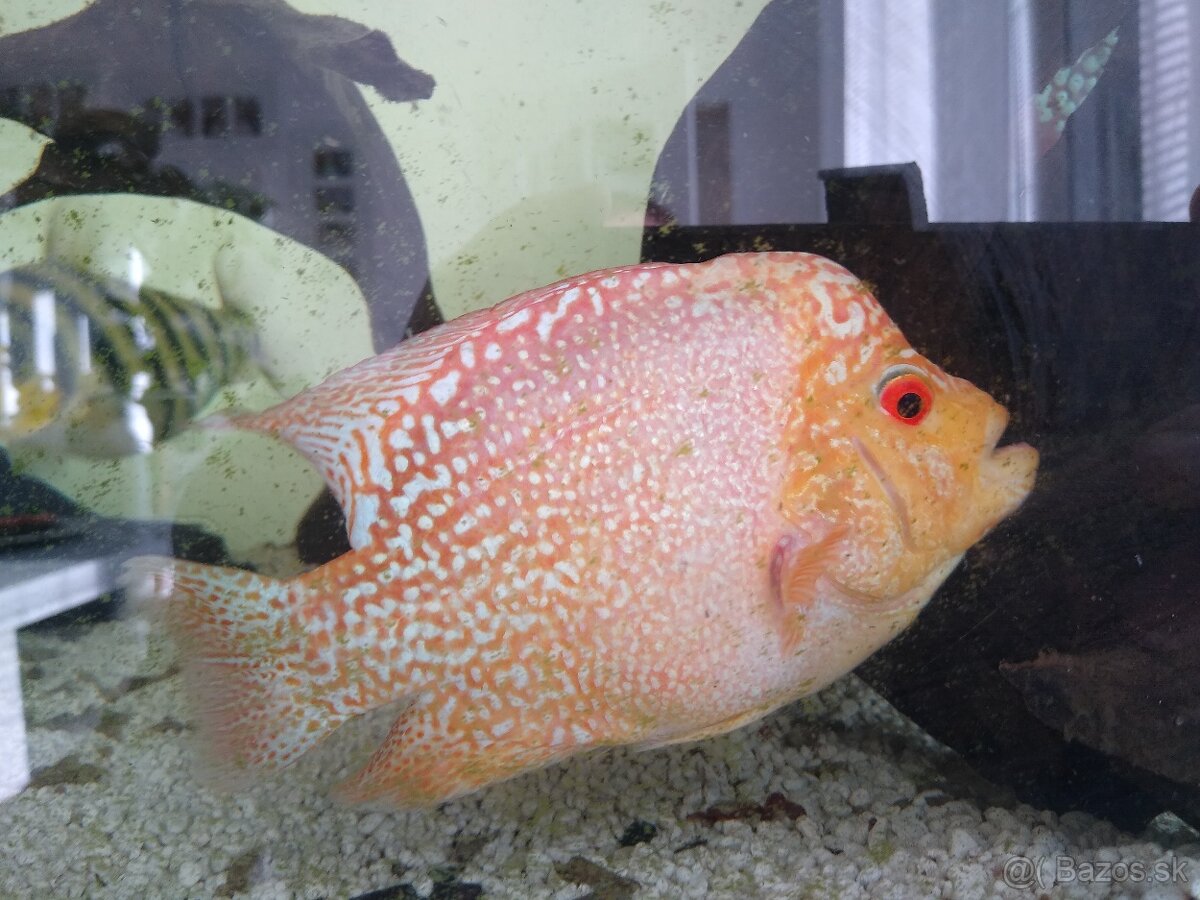 Flowerhorn