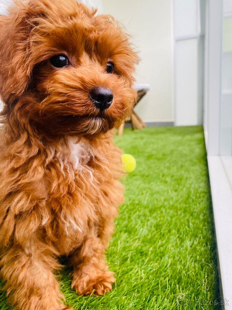 Cavapoo