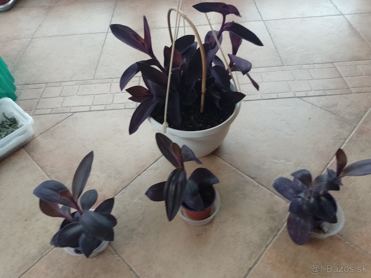 Tradescantia purple hearts 1ks/2,50€+posta