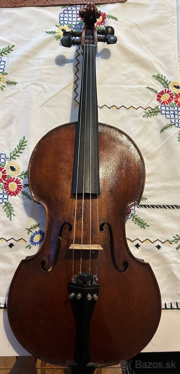 Viola