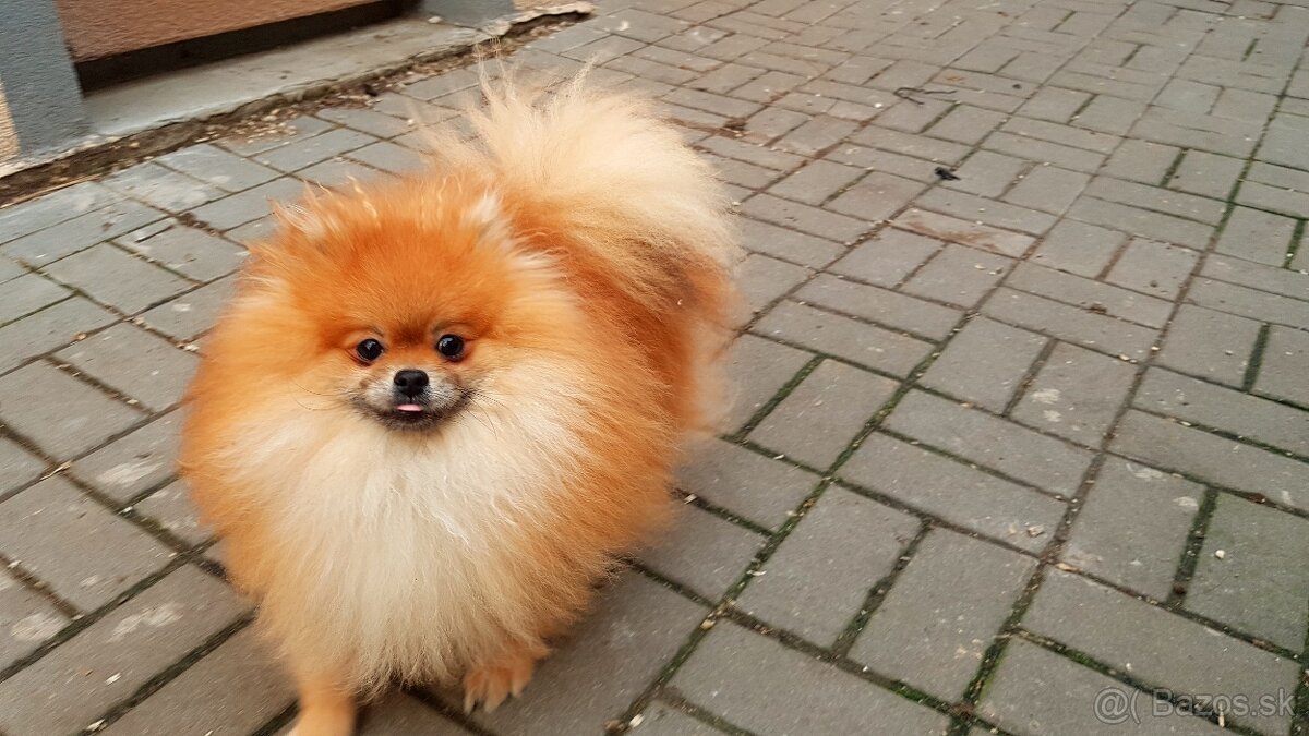 Pomeranian