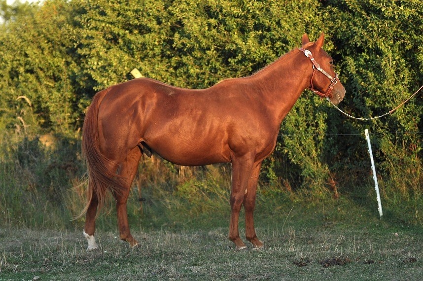 Qh hřebec (cutting/reining)