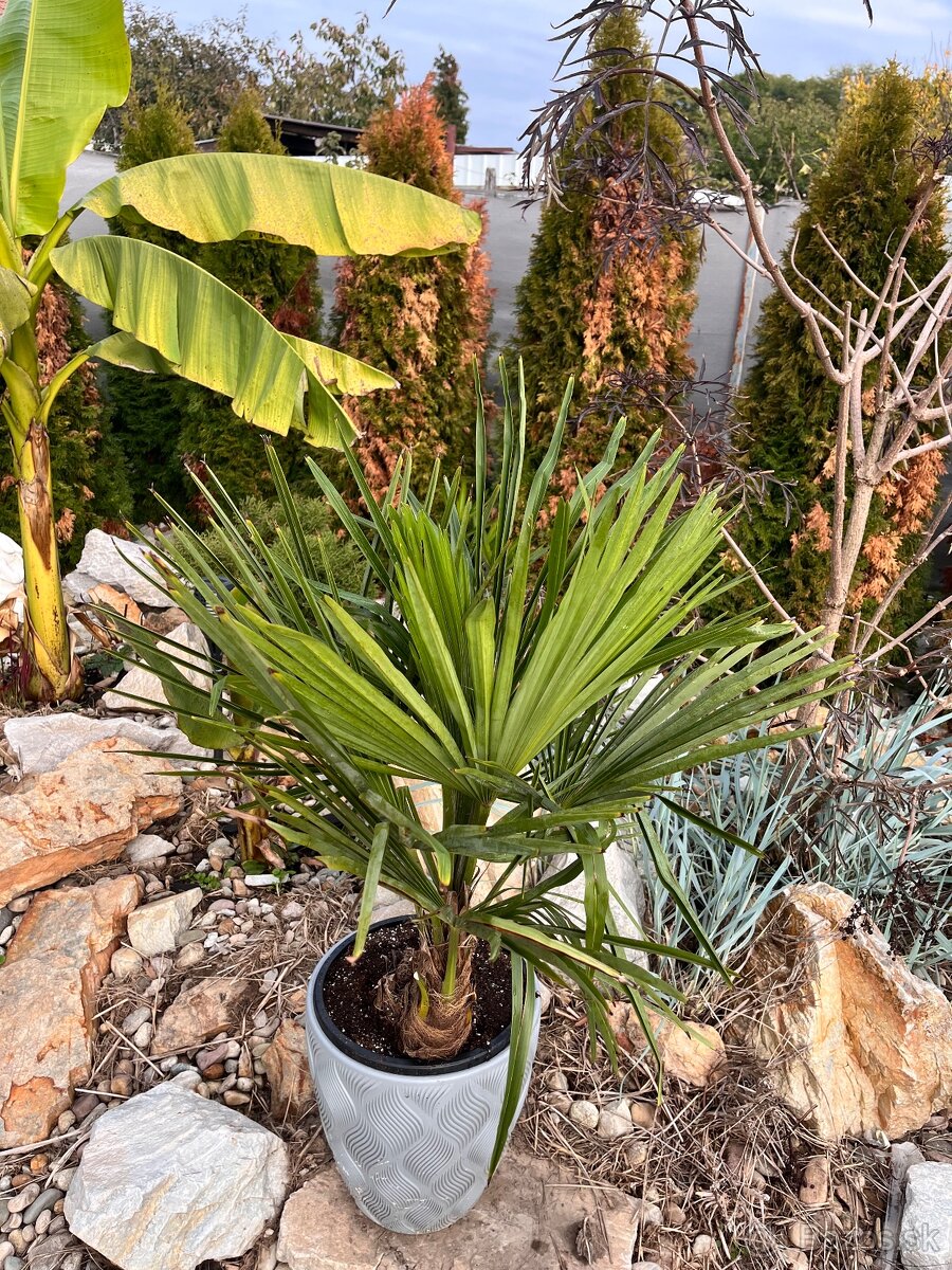 Trachycarpus fortunai