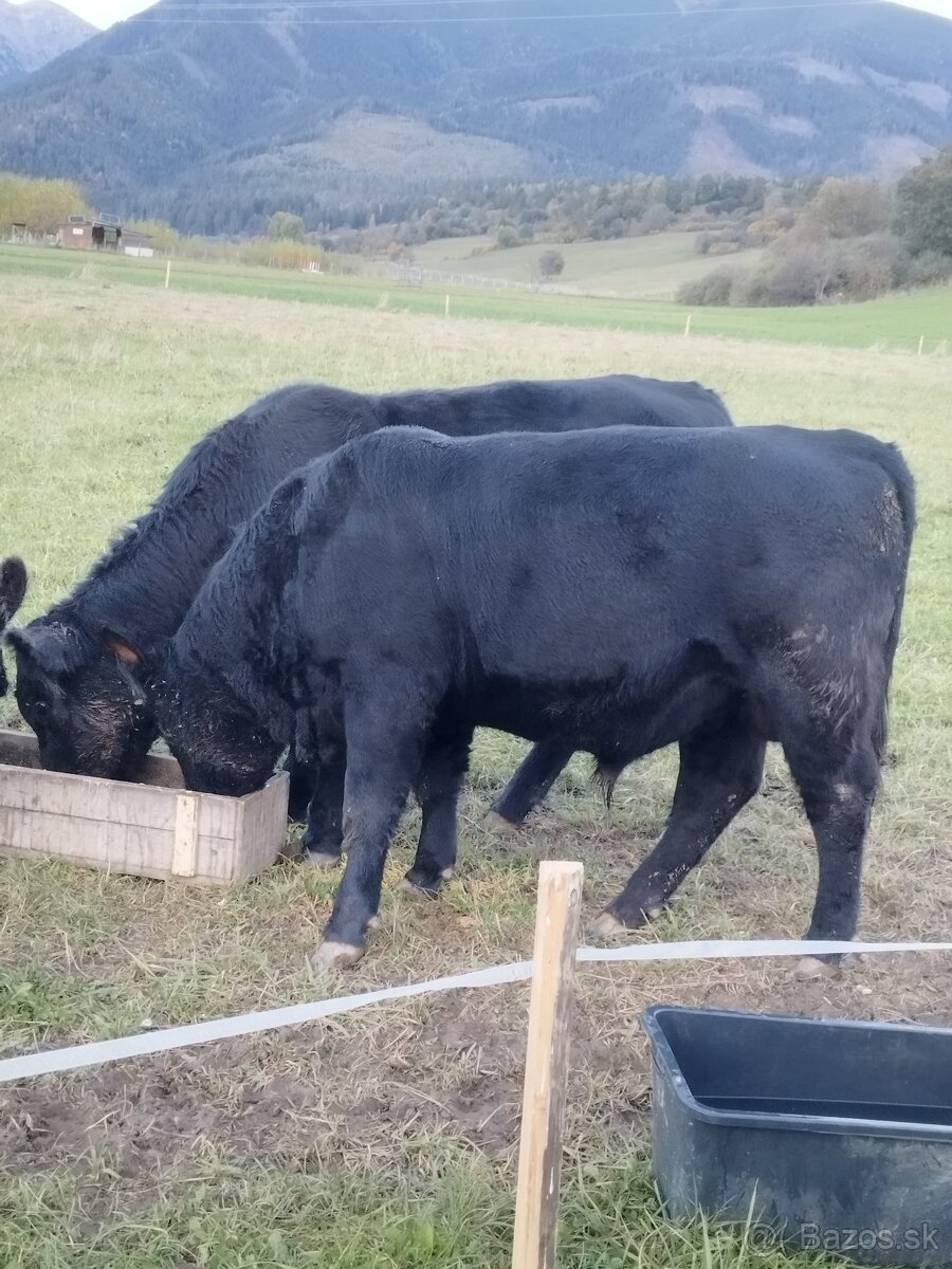 Predám hovädzie mäso