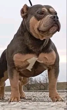 American bully pocket