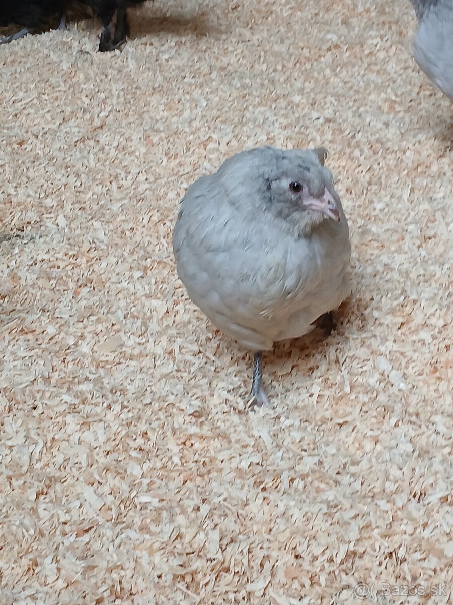 Ameraucana čierna, levanduľová Araucana kuriatka