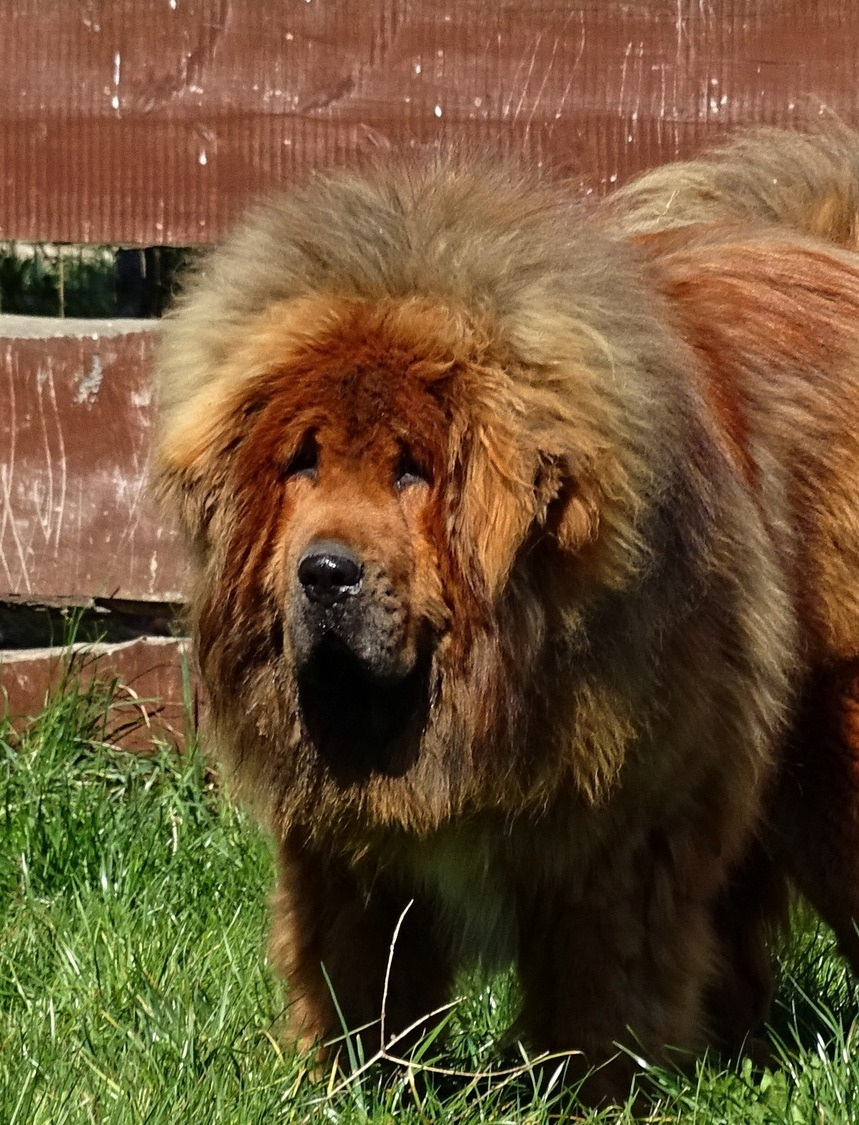 Tibetská doga - šteniatka s PP