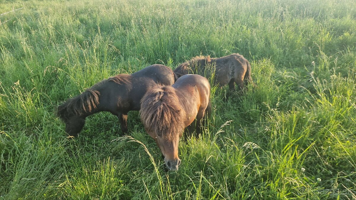 Shetland pony