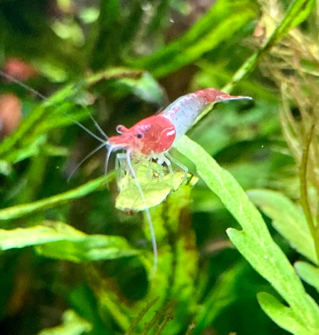 Krevetky Neocaridina davidi -  Red Rili