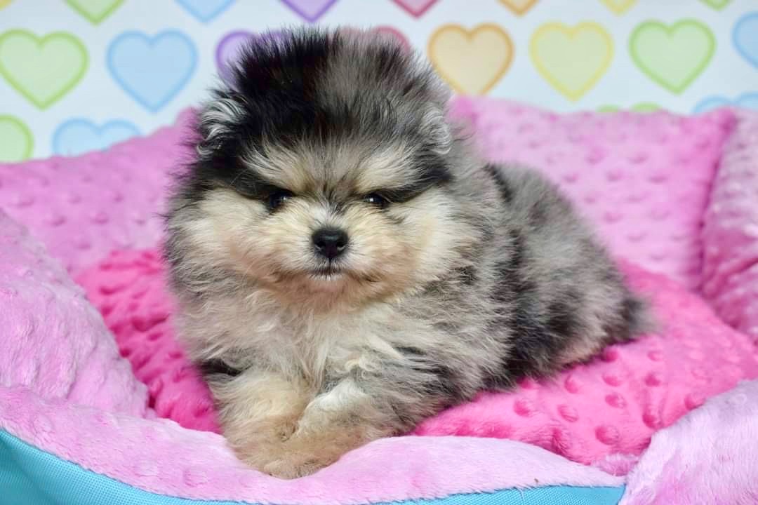 Pomeranian s PP blue Merle tan bear