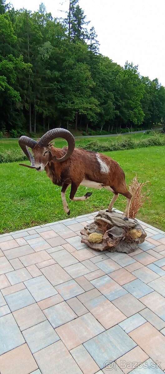 Preparát muflona,trofej, paroží.