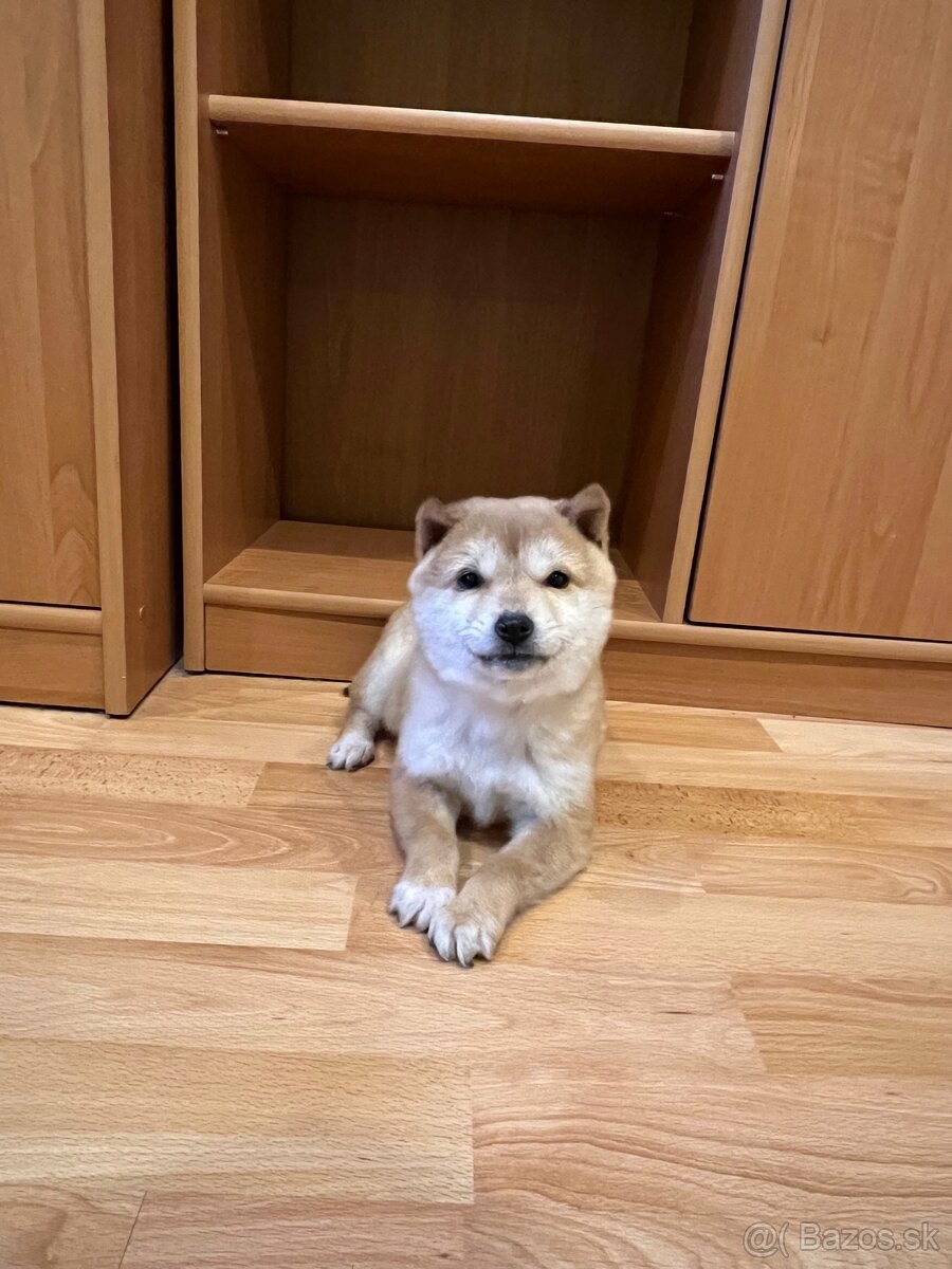 Shiba Inu