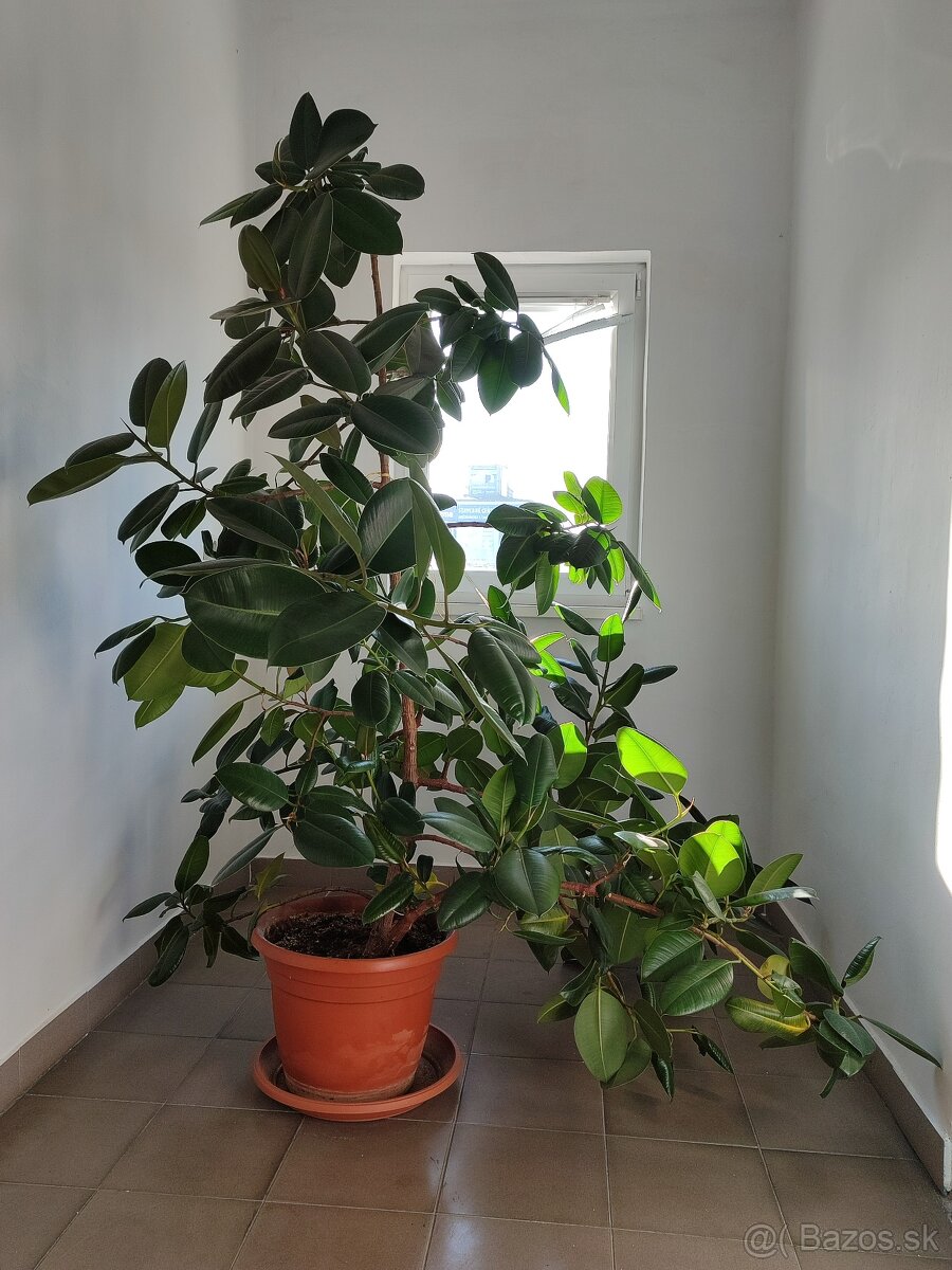 Ficus