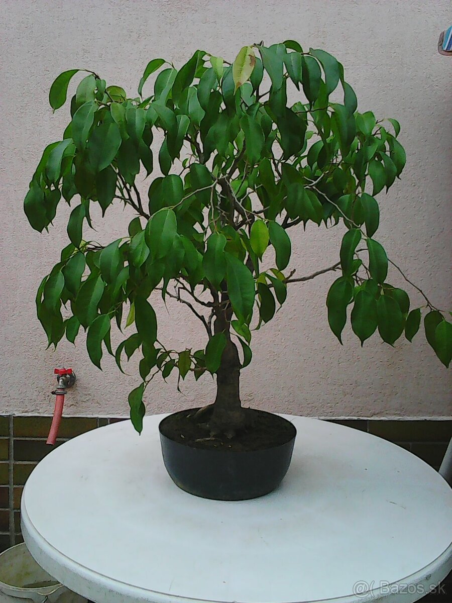 fikus benjamin - bonsai