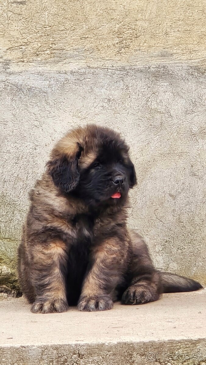 Leonberger s PP