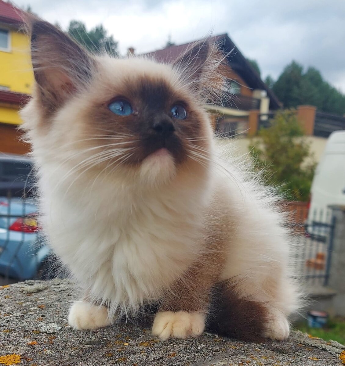 Ragdoll maciatka na ober