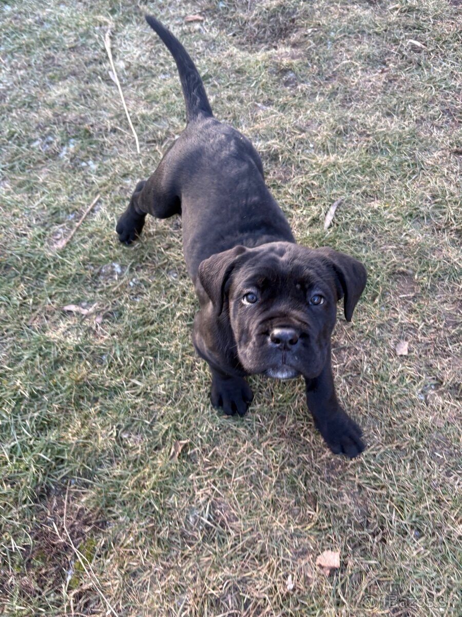 Predám šteniatka Cane Corso