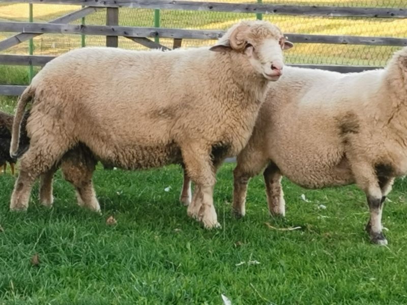 Predám plemenné baran, barany z farmového BIO chovu