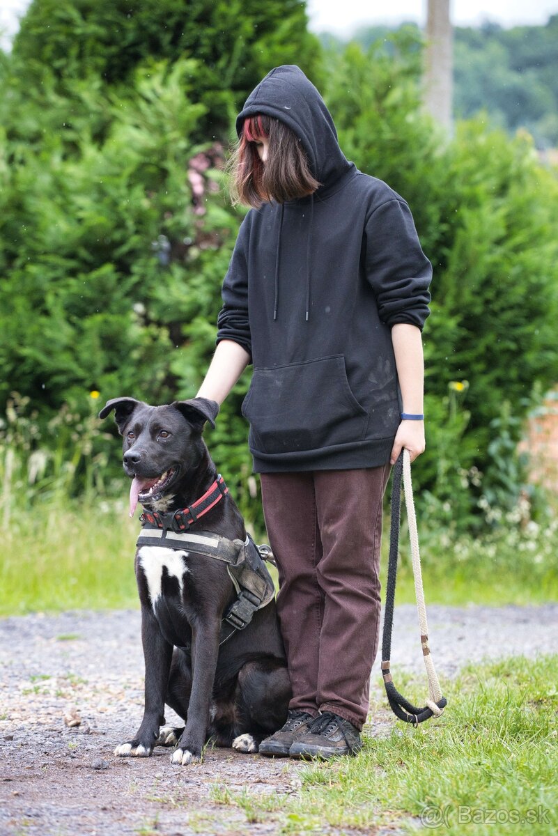 Darujem rodinného psa Danteho - mix labrador