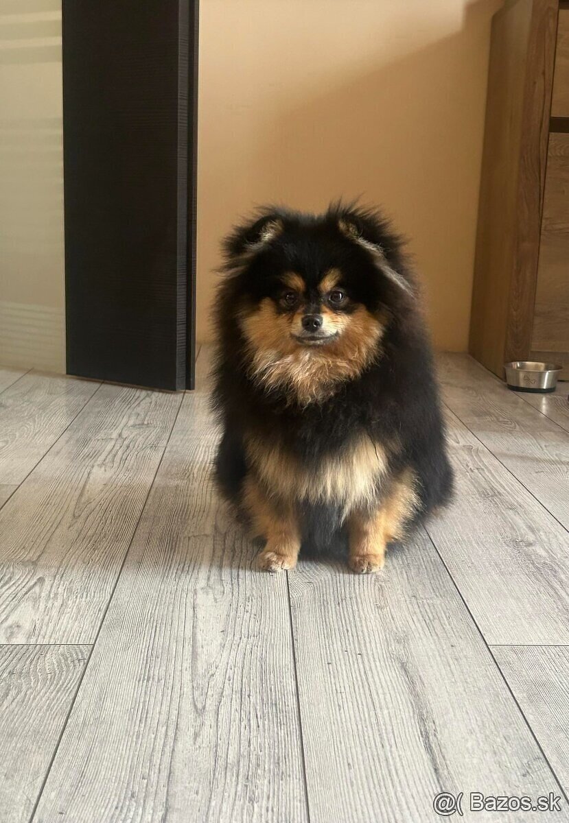 Pomeranian fenka