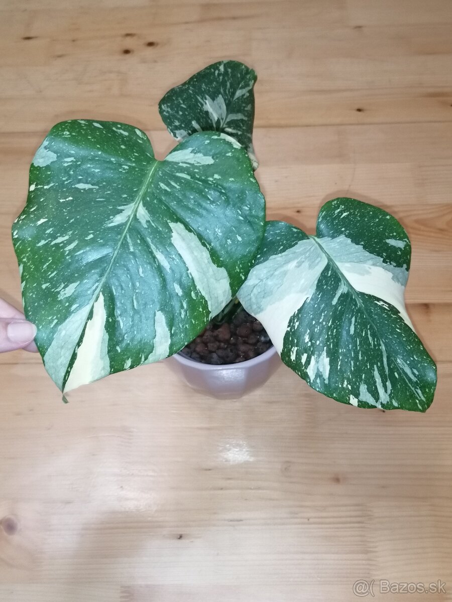 Monstera thai constellation