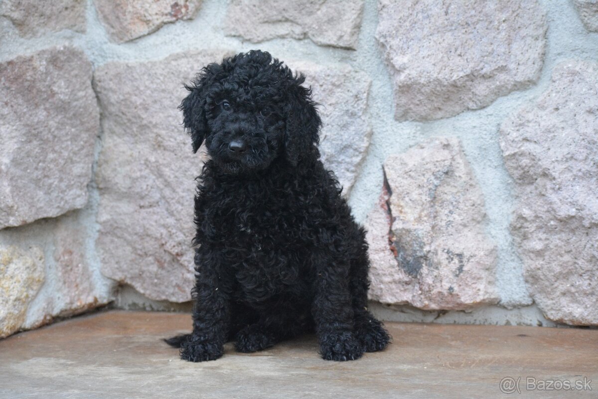 Goldendoodle F1b