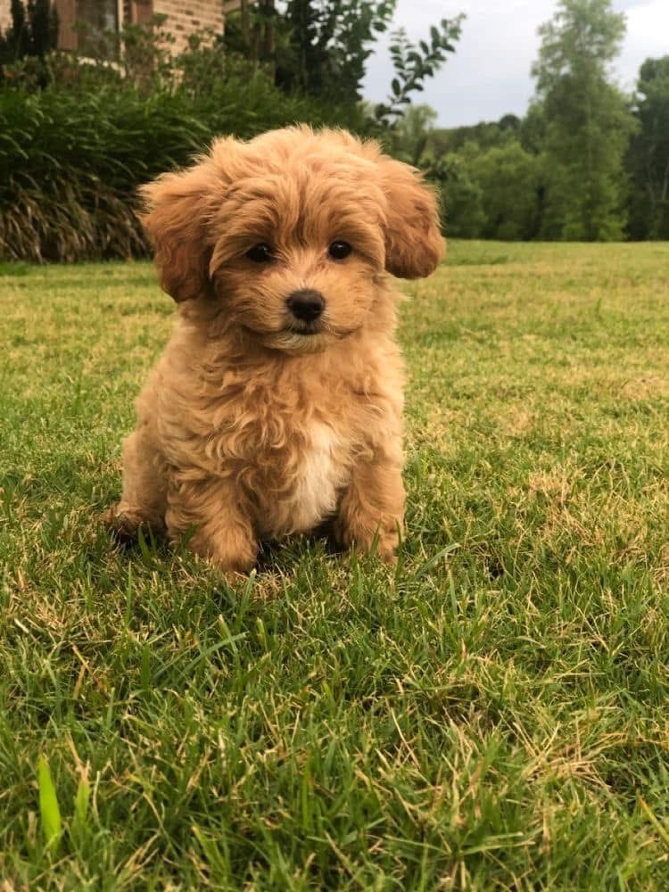 Maltipoo mini