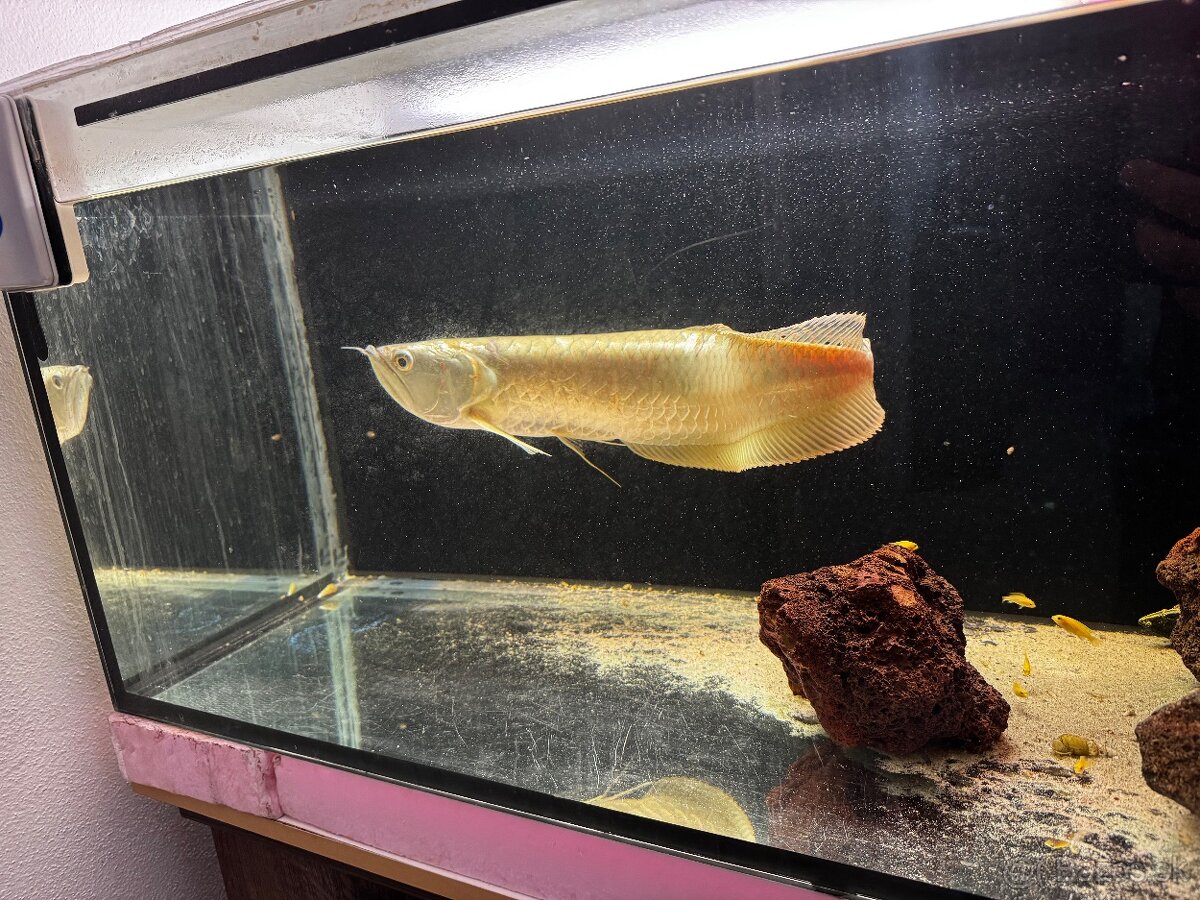 Arowana silver