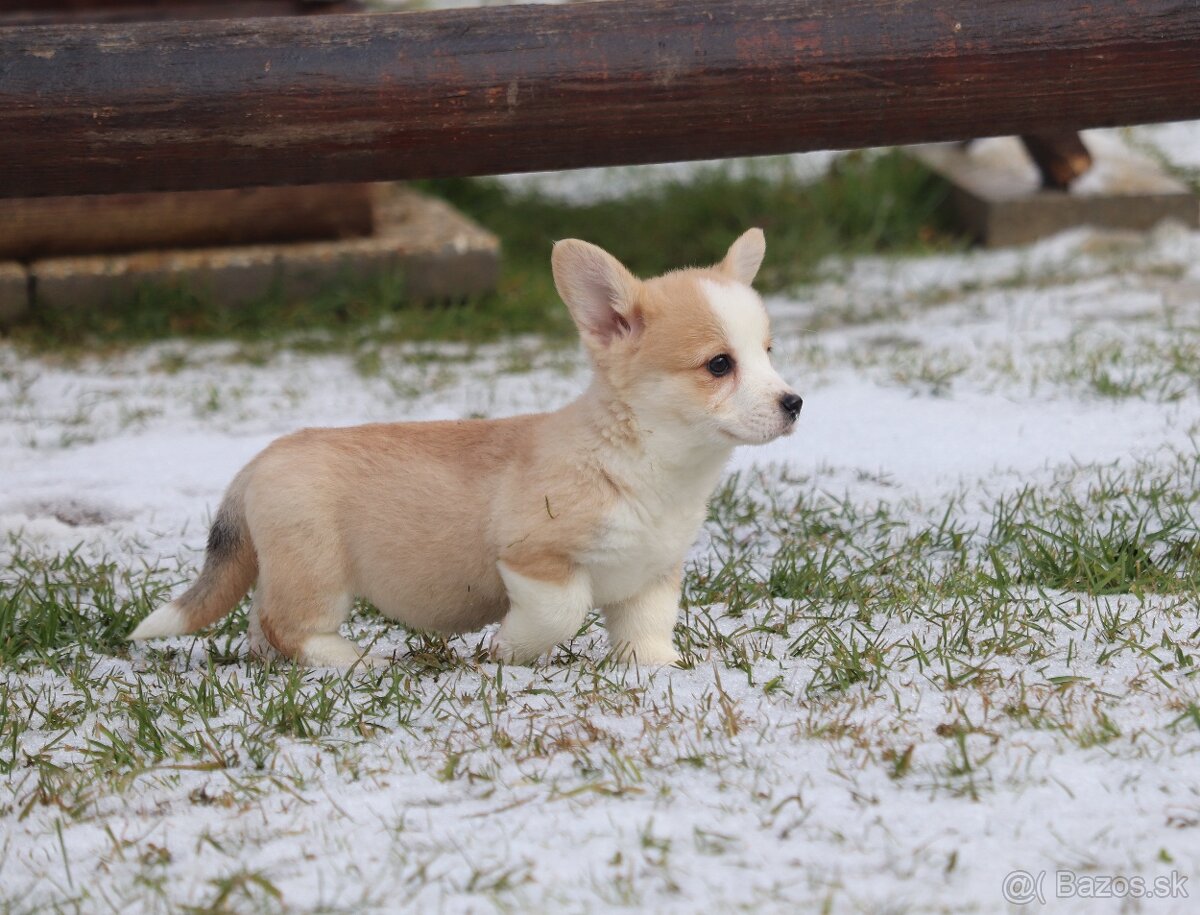 Welsh corgi pembroke sučka