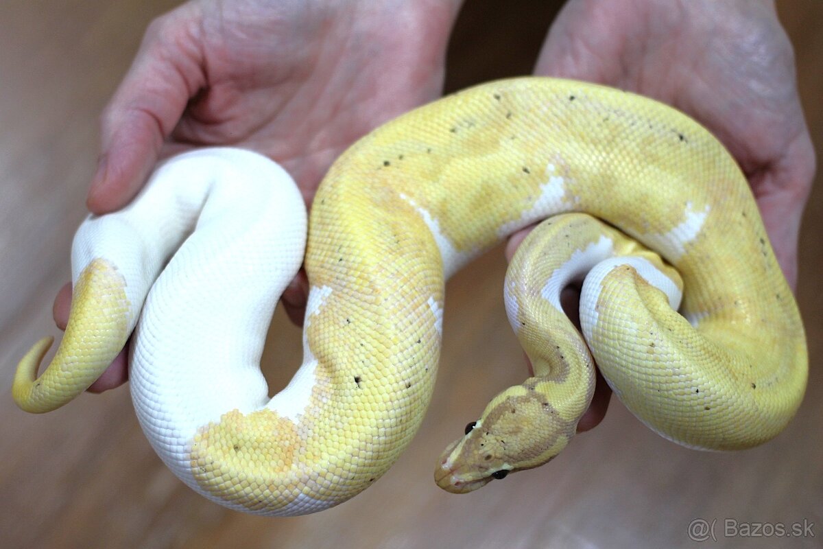 Banana Piebald