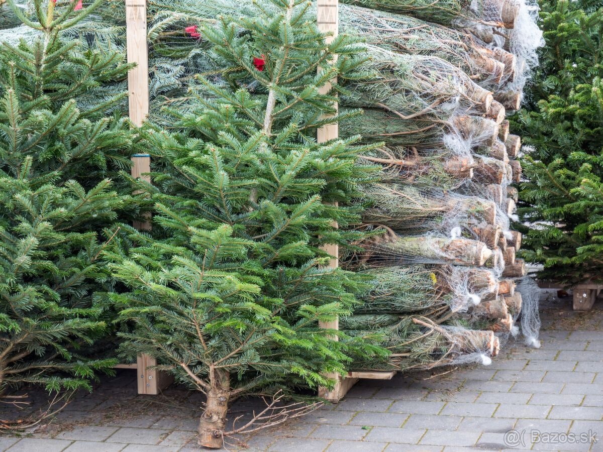 Vianočné stromčeky Brigáda až 8,00 € hodina, od pondelka do