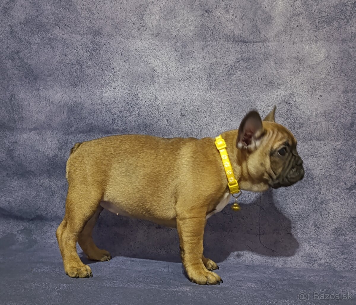 Francúzsky buldoček s PP/French bulldog