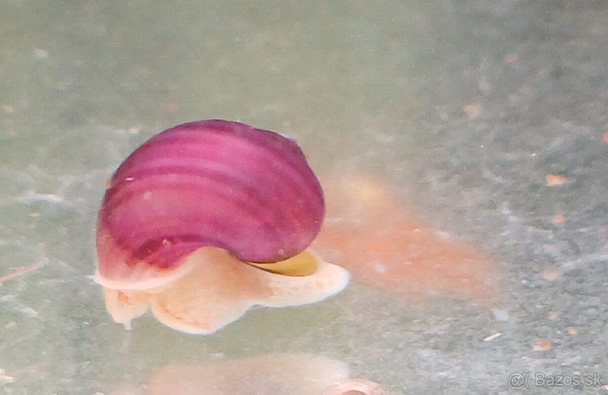 Slimáky Pomacea bridgesii - ružová Ampularia